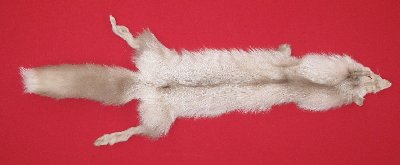 Picture of this lot Tanned Amber Fox Hides, Furs, Pelts, Skins