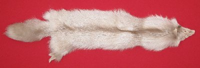 Picture of this lot Tanned Amber Fox Hides, Furs, Pelts, Skins
