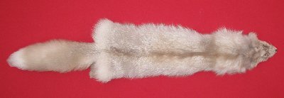 Picture of this lot Tanned Amber Fox Hides, Furs, Pelts, Skins