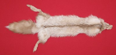 Picture of this lot Tanned Amber Fox Hides, Furs, Pelts, Skins