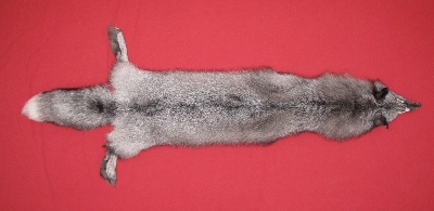 Picture of this lot Tanned Blue Frost Fox Hides, Furs, Pelts, Skins