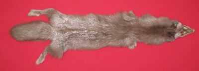 Picture of this lot Tanned Brown Silver Fox Hides, Furs, Pelts, Skins