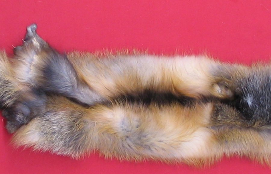 Tanned Furs Cross Fox 6660 0156 
