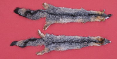 Picture of this lot Tanned Grey Fox Hides, Furs, Pelts, Skins