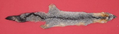 Picture of this lot Tanned Grey Fox Hides, Furs, Pelts, Skins