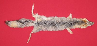Picture of this lot Tanned Grey Fox Hides, Furs, Pelts, Skins