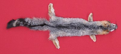 Picture of this lot Tanned Grey Fox Hides, Furs, Pelts, Skins