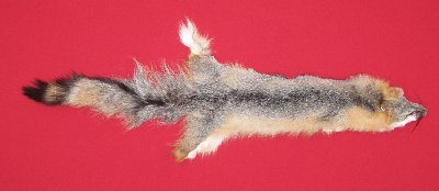 Picture of this lot Tanned Grey Fox Hides, Furs, Pelts, Skins
