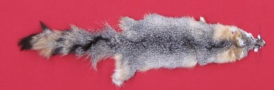 Picture of this lot Tanned Grey Fox Hides, Furs, Pelts, Skins