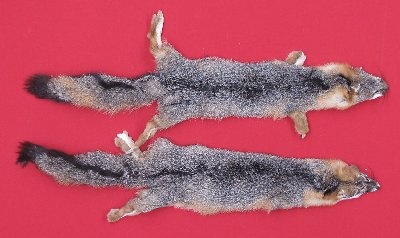 Picture of this lot Tanned Grey Fox Hides, Furs, Pelts, Skins