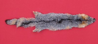 Picture of this lot Tanned Grey Fox Hides, Furs, Pelts, Skins