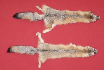 Picture of this lot Tanned Kit Swift Fox Hides, Furs, Pelts, Skins