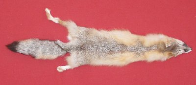 Picture of this lot Tanned Kit Swift Fox Hides, Furs, Pelts, Skins