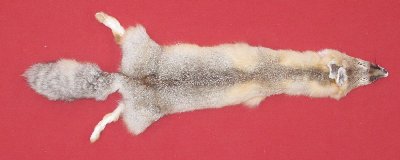 Picture of this lot Tanned Kit Swift Fox Hides, Furs, Pelts, Skins