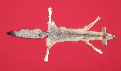 Picture of this lot Tanned Taxidermy Kit Swift Fox Hides, Furs, Pelts, Skins