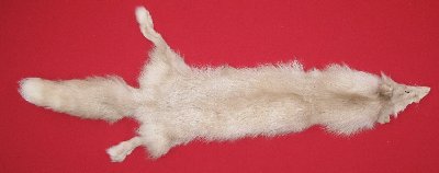 Picture of this lot Tanned Mutation Fox Hides, Furs, Pelts, Skins