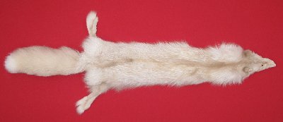 Picture of this lot Tanned Mutation Fox Hides, Furs, Pelts, Skins