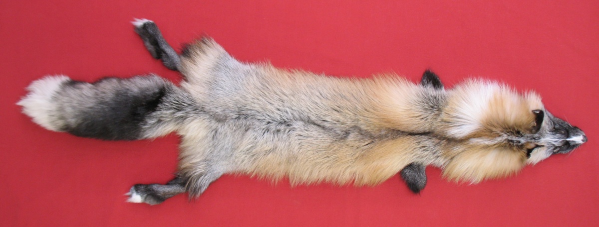 Tanned Furs : PLATINUM CROSS FOX (6855-0009) : hideandfur.com