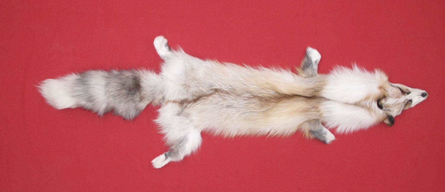 Tanned Furs : PLATINUM GOLD FOX (6870-0017) : hideandfur.com
