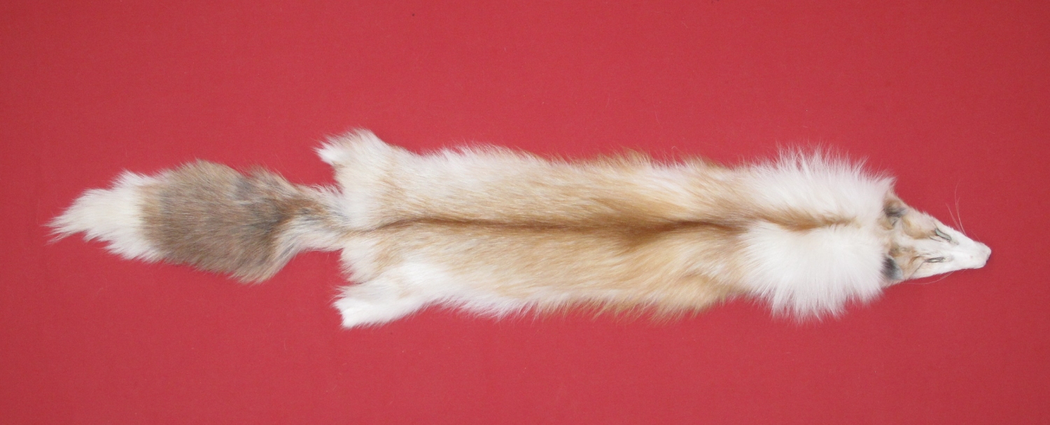 Tanned Furs : PLATINUM GOLD FOX (6870-0024) : hideandfur.com