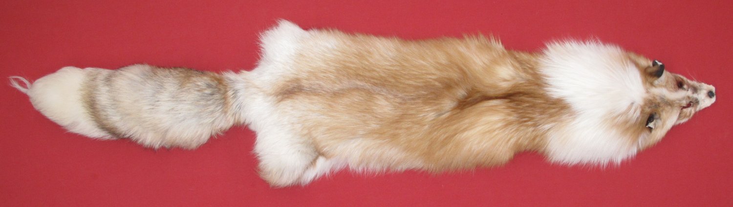 Tanned Furs : PLATINUM GOLD FOX (6870-0026) : hideandfur.com
