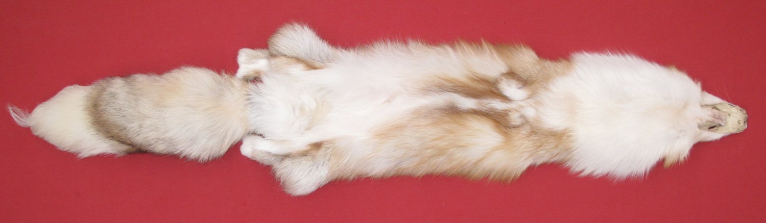 Tanned Furs : PLATINUM GOLD FOX (6870-0026) : hideandfur.com