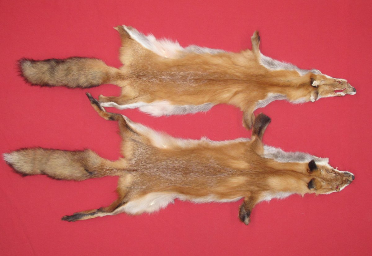 Tanned Furs : RED FOX (6900-1336) : hideandfur.com