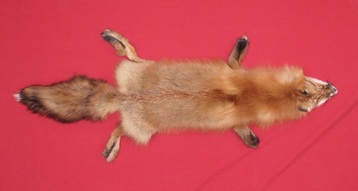 Tanned Furs : RED FOX (6900-1575) : hideandfur.com