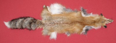 Picture of this lot Tanned Red Fox Hides, Furs, Pelts, Skins