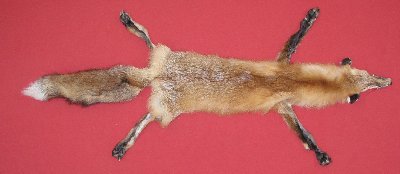 Picture of this lot Tanned Red Fox Hides, Furs, Pelts, Skins