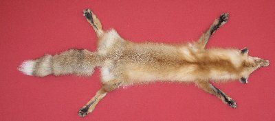 Picture of this lot Tanned Red Fox Hides, Furs, Pelts, Skins