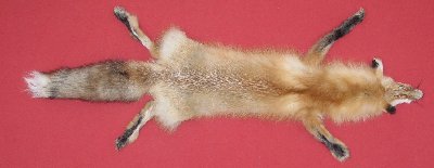 Picture of this lot Tanned Red Fox Hides, Furs, Pelts, Skins