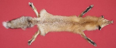 Picture of this lot Tanned Red Fox Hides, Furs, Pelts, Skins