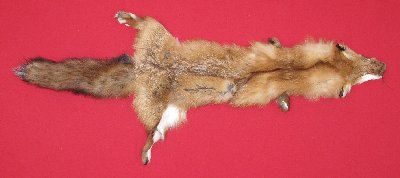 Picture of this lot Tanned Red Fox Hides, Furs, Pelts, Skins