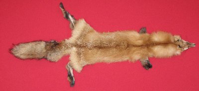 Picture of this lot Tanned Red Fox Hides, Furs, Pelts, Skins