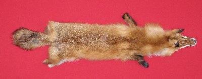 Picture of this lot Tanned Red Fox Hides, Furs, Pelts, Skins