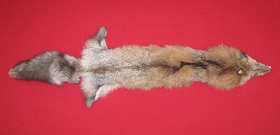 Picture of this lot Tanned Red Fox Hides, Furs, Pelts, Skins