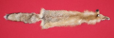 Picture of this lot Tanned Red Fox Hides, Furs, Pelts, Skins