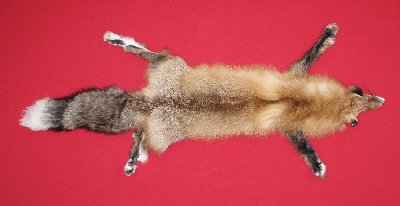 Picture of this lot Tanned Red Fox Hides, Furs, Pelts, Skins