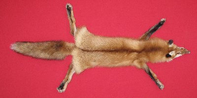 Picture of this lot Tanned Red Fox Hides, Furs, Pelts, Skins