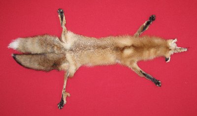 Picture of this lot Tanned Red Fox Hides, Furs, Pelts, Skins