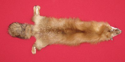 Picture of this lot Tanned Red Fox Hides, Furs, Pelts, Skins