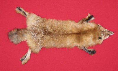 Picture of this lot Tanned Red Fox Hides, Furs, Pelts, Skins