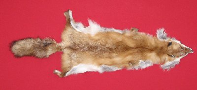 Picture of this lot Tanned Red Fox Hides, Furs, Pelts, Skins