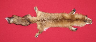 Picture of this lot Tanned Red Fox Hides, Furs, Pelts, Skins