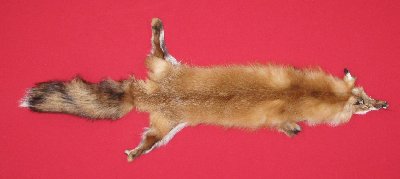 Picture of this lot Tanned Red Fox Hides, Furs, Pelts, Skins