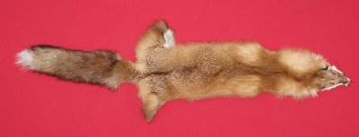 Picture of this lot Tanned Red Fox Hides, Furs, Pelts, Skins