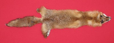 Picture of this lot Tanned Red Fox Hides, Furs, Pelts, Skins