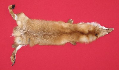 Picture of this lot Tanned Red Fox Hides, Furs, Pelts, Skins
