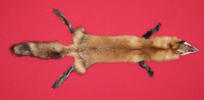 Picture of this lot Tanned Red Fox Hides, Furs, Pelts, Skins